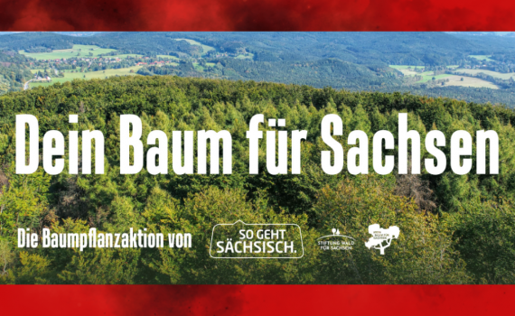 Mehr Wald für Sachsen: Erfolgreiche Kooperation von „So geht sächsisch.“ und Stiftung Wald für Sachsen wird fortgesetzt