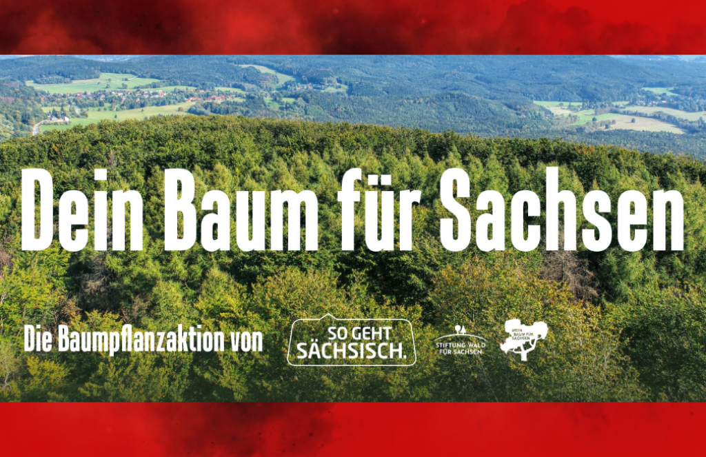Mehr Wald für Sachsen: Erfolgreiche Kooperation von „So geht sächsisch.“ und Stiftung Wald für Sachsen wird fortgesetzt